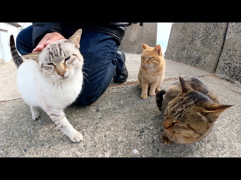 海で暮らす猫達が会議を開いていると、ライバル猫が偵察に来た(YouTube)