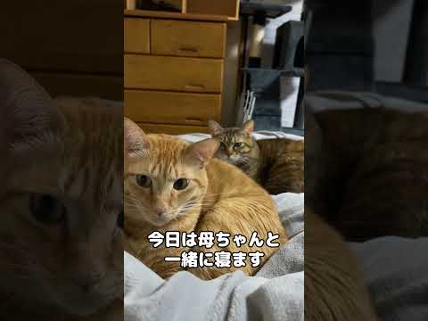 足元が暖かいと思ったら猫2匹がくつろいでました…笑　#shorts(YouTube)