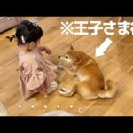 お姫さまごっこに付き合わされる柴犬(YouTube)