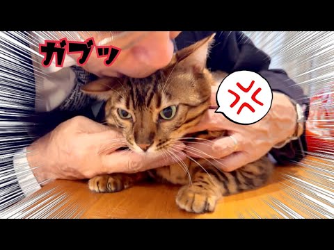 実家の父の激しい愛情表現にひたすら耐える猫達(YouTube)