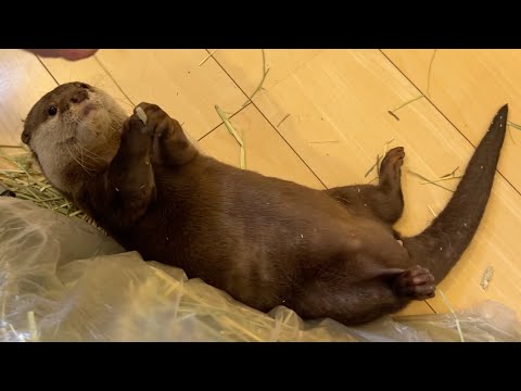 ついに二本足で立ってダンスすることを覚えたカワウソ 笑 Otter finally learned to stand on two legs and dance.(YouTube)