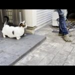 年末大掃除を手伝わないけど応援してくれる猫(YouTube)
