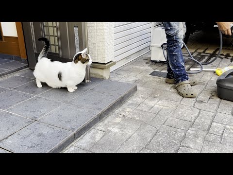 年末大掃除を手伝わないけど応援してくれる猫(YouTube)