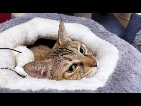 犬にくっついたり飼い主にくっついたりする猫が暖かそうで羨ましい…(YouTube)
