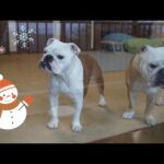 【ここは南国のはず…】朝起きたら雪だった時の愛犬の反応で飼い主大爆笑WWW!(YouTube)
