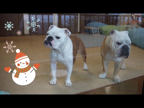 【ここは南国のはず…】朝起きたら雪だった時の愛犬の反応で飼い主大爆笑WWW!(YouTube)