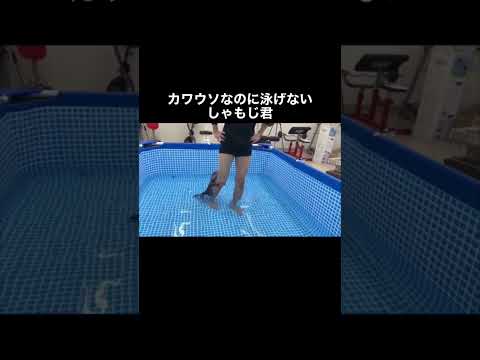 カワウソなのに泳げないしゃもじ#shorts(YouTube)