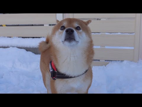 片想い中の柴犬ハチ、散歩前と後で表情が全然違った。(YouTube)