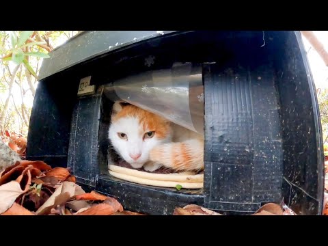 公園の猫「あっユーチューブの人、今日は寒いんで撮影お休みさせて下さいニャー」(YouTube)