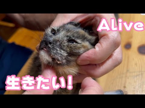 生きたい! Alive(YouTube)
