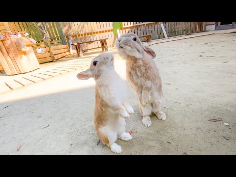朝食を摂る二羽のウサギが可愛い過ぎるだけの動画です。(YouTube)