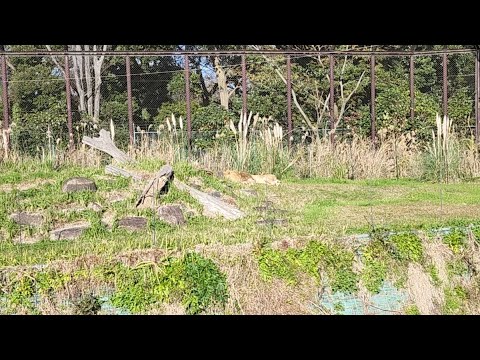 千葉市どうぶつこうえん(YouTube)