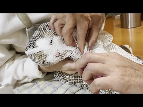 獣医さんに教えてもらった猫の爪の切り方を試してみた(YouTube)