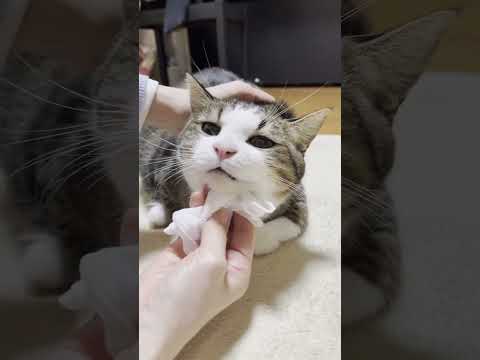 デッカイ鼻くそがスッキリした猫(YouTube)