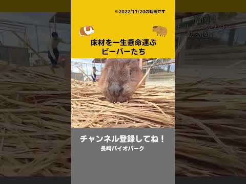 ビーバーイーツ(YouTube)
