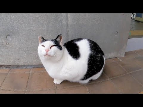 フェリー乗り場前で雨宿りしていた猫を撫でると速攻で膝の上に乗ってきた(YouTube)