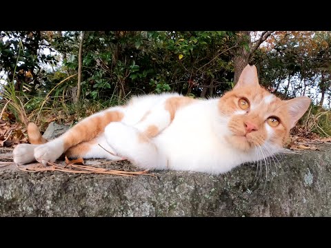 他の猫に構うと、ドロボー髭の茶シロ猫が可愛いポーズでアピールしてくる(YouTube)
