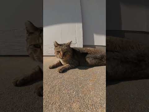 【cat】キジトラ猫が日光を浴びてゴロンゴロンと転げ回る(YouTube)