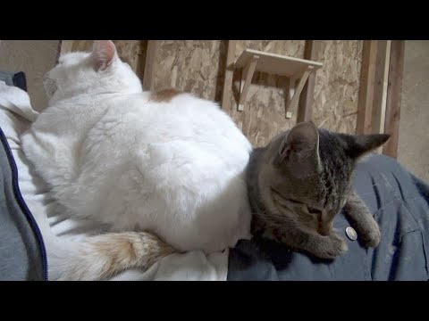 友達みたいに遊んできた猫が心配で一緒に寝ようとする子猫(YouTube)