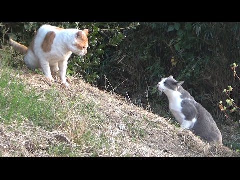 猫が縄張りを主張して何か言い合っていた(YouTube)