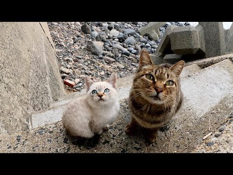 子猫がママの後を一生懸命追いかけて美しい海へお出掛けする(YouTube)
