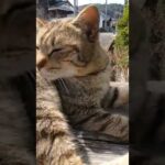 道路脇の謎のボックスの上で寝る野良猫をナデナデしてきた(YouTube)