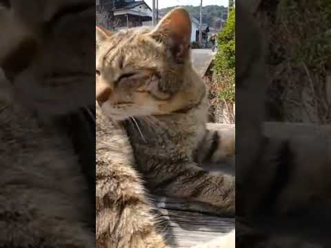 道路脇の謎のボックスの上で寝る野良猫をナデナデしてきた(YouTube)