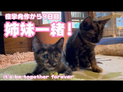 姉妹これからずっと一緒！　痙攣発作から9日目 It’s be together forever(YouTube)
