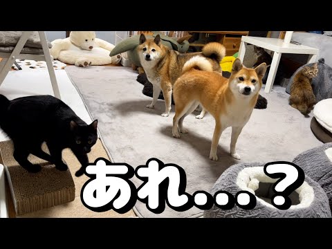 遊んだ後にまだ帰りたくない猫がとった行動が可愛かった…(YouTube)