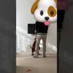 ピットブルと遊んでたらまさかの展開に😅#shorts(YouTube)