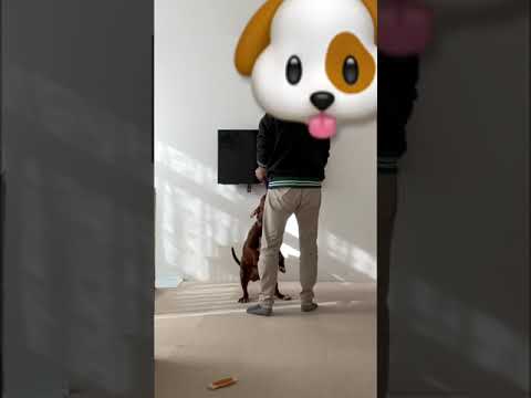 ピットブルと遊んでたらまさかの展開に😅#shorts(YouTube)