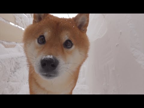 妹の着替えをジッと待つ柴犬、しかしその後・・・(YouTube)