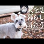 大自然のドッグランが嬉しすぎて全力疾走を思い出した犬【シュナウザージジトト】(YouTube)