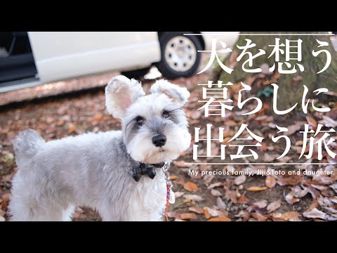大自然のドッグランが嬉しすぎて全力疾走を思い出した犬【シュナウザージジトト】(YouTube)