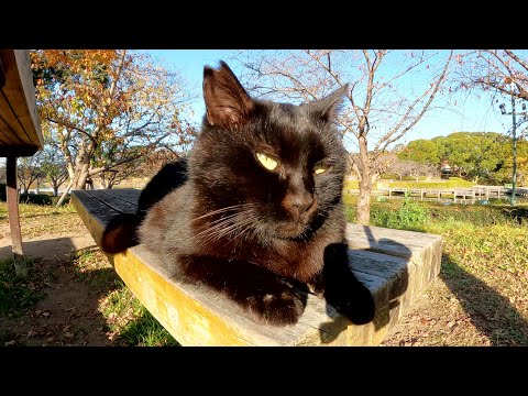 ベンチに座っていた黒猫とハチワレ猫をナデナデする(YouTube)