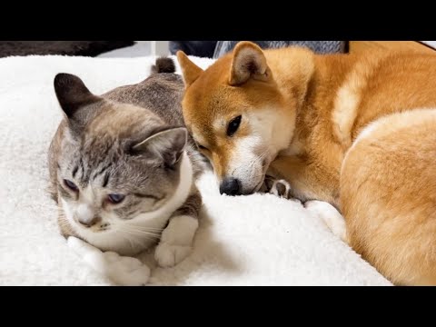 【猫に甘える柴犬】猫の母親代わりの柴犬も甘えたい日があります(YouTube)
