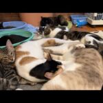 🌴🐈🐐🏡マーミー巣立Live(YouTube)