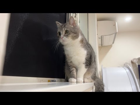 初めて野良猫の交尾を目撃してしまった猫がこうなっちゃいました…(YouTube)