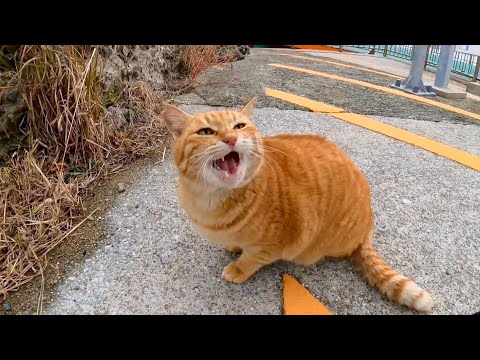 フェリー欠航、誰もいない桟橋にいた猫を撫でる(YouTube)