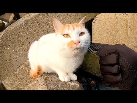 ギザギザ頭の凶暴猫ちゃんを手袋なしでモフろうとした結果・・・(YouTube)