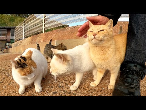 漁港の猫軍団が足の周りをグルグル歩き回って足止めしてきた(YouTube)