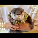 何度見てもかわいい！カワウソコタハナ厳選ベストシーン集　Best Moments of Otters Kotaro and Hana in 2022(YouTube)
