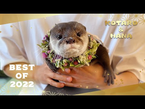 何度見てもかわいい！カワウソコタハナ厳選ベストシーン集　Best Moments of Otters Kotaro and Hana in 2022(YouTube)