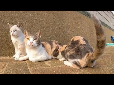 ママ猫に構ってもらいたい子猫と若干うんざり気味のママ猫(YouTube)