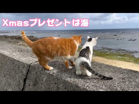 Xmasプレゼントは海 モーちゃんあと6日(YouTube)