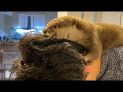 飼い主がパーマをかけ髪型が変わった時のカワウソの反応 Otter’s reaction when his owner perms his hair and changes his hairstyle.(YouTube)