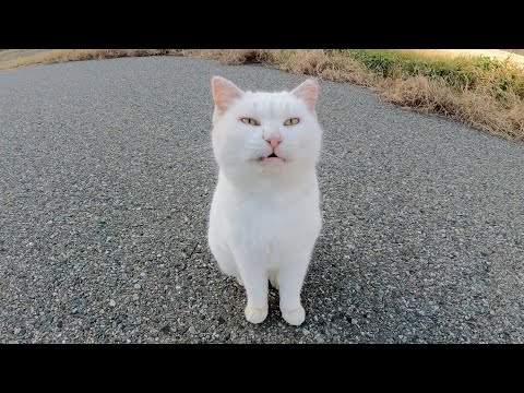警戒心が強い猫軍団の中で唯一甘えてきてくれた白猫ちゃん(YouTube)