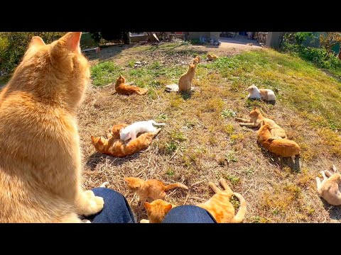 猫島で猫の集まりに行くとみんなノンビリしていて見ているだけで癒やされる(YouTube)