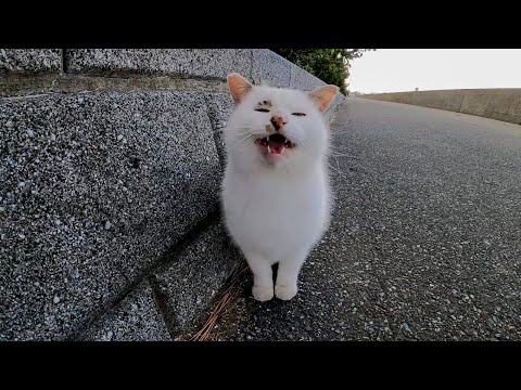 【今週の感動猫動画】短い未公開猫動画まとめて公開-unreleased video of this week-2022/12/3w(YouTube)
