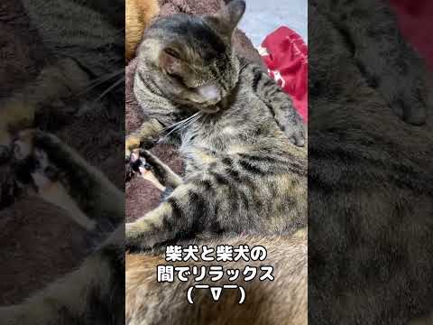 柴犬と柴犬の間に挟まれて幸せな猫　　#shorts(YouTube)